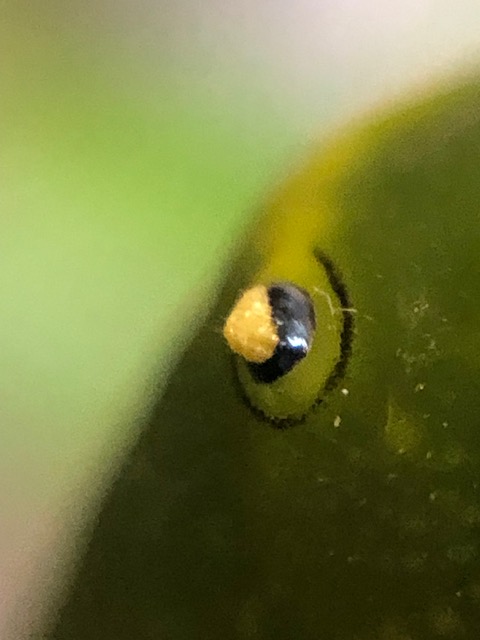 アオスジアゲハ幼虫の眼状紋拡大写真