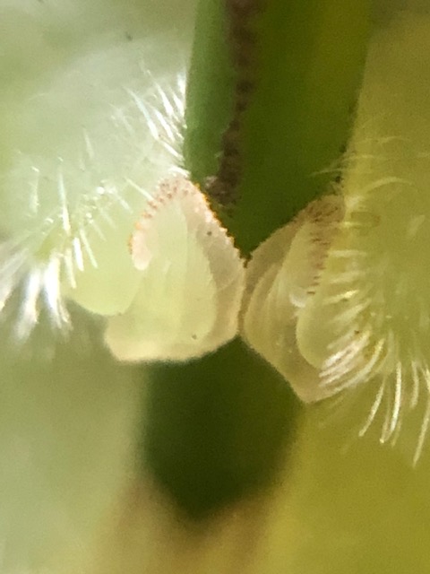 アオスジアゲハ幼虫の尾脚拡大写真