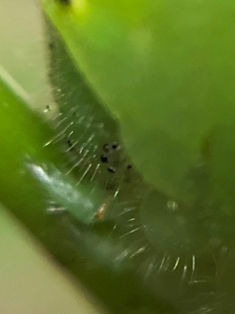 アオスジアゲハ幼虫の眼拡大写真