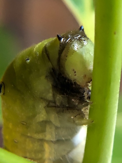 頭部が黒くなったアオスジアゲハ幼虫
