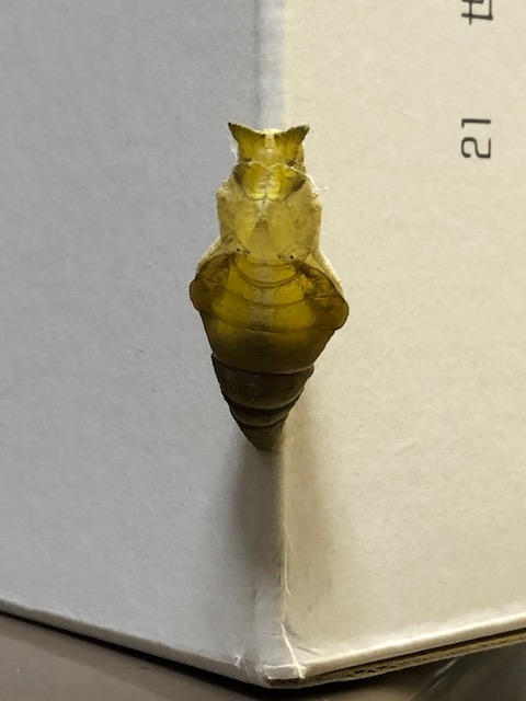 クロアゲハ蛹の脱け殻