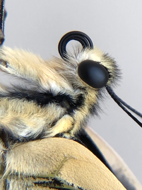 キアゲハ成虫メスの頭部拡大写真