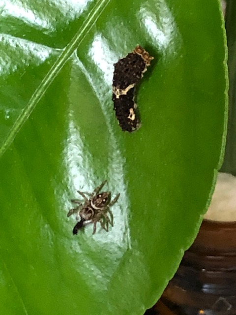 アゲハチョウの幼虫を捕食するハエトリグモ