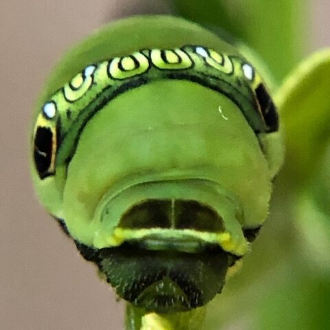 ナミアゲハ幼虫の顔