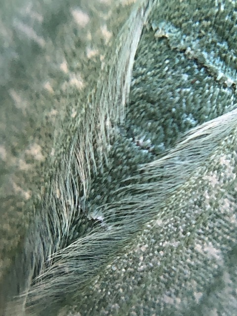 クスアオシャクの翅拡大写真