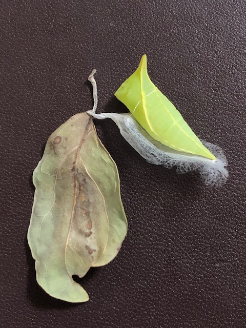 葉っぱから剥がれたアオスジアゲハ越冬蛹
