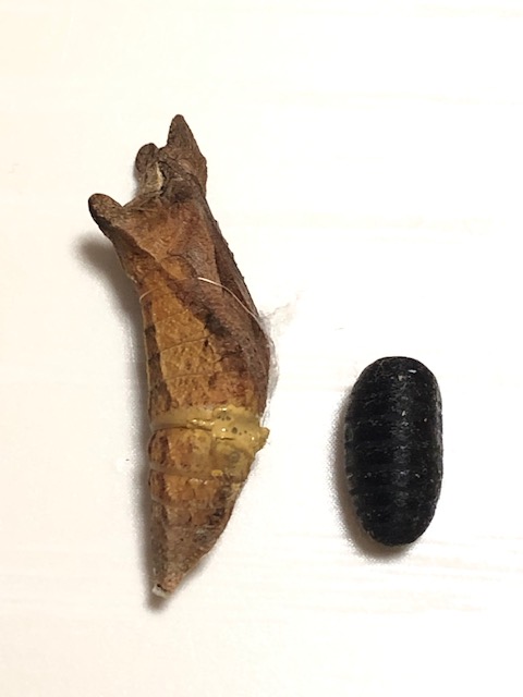 アゲハチョウ蛹の死骸とヤドリバエの蛹