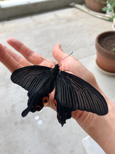 クロアゲハ蝶