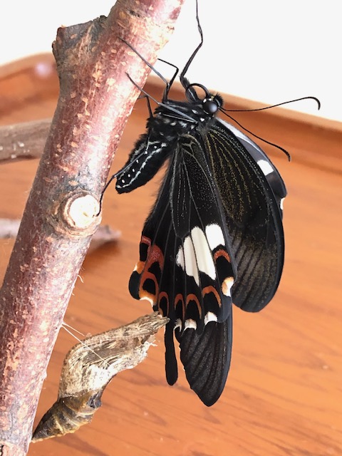 羽化したモンキアゲハ蝶