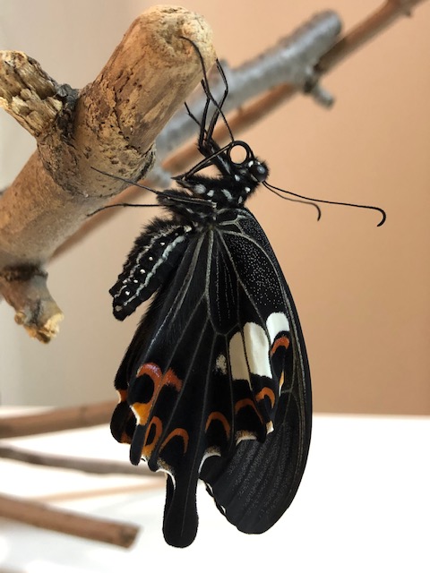 羽化したモンキアゲハ蝶メス