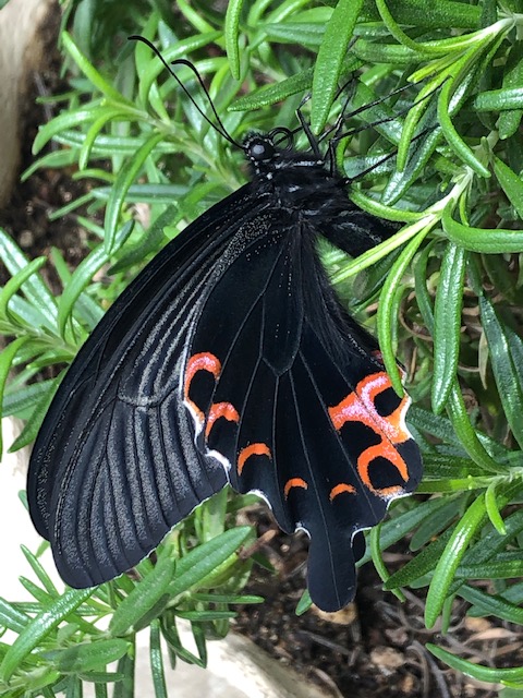 クロアゲハ蝶メス