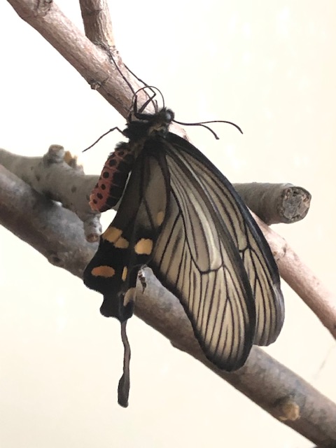 羽化したジャコウアゲハ蝶メス
