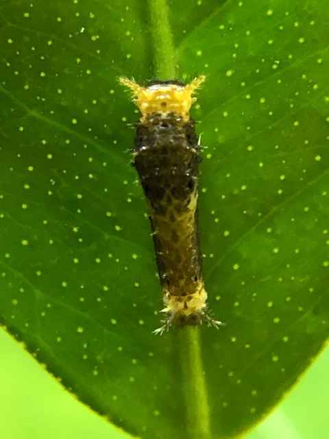 クロアゲハの2齢幼虫
