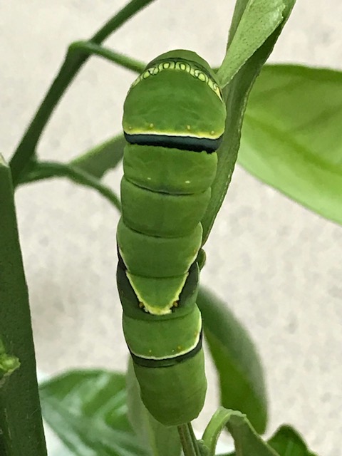 ナミアゲハの終齢幼虫