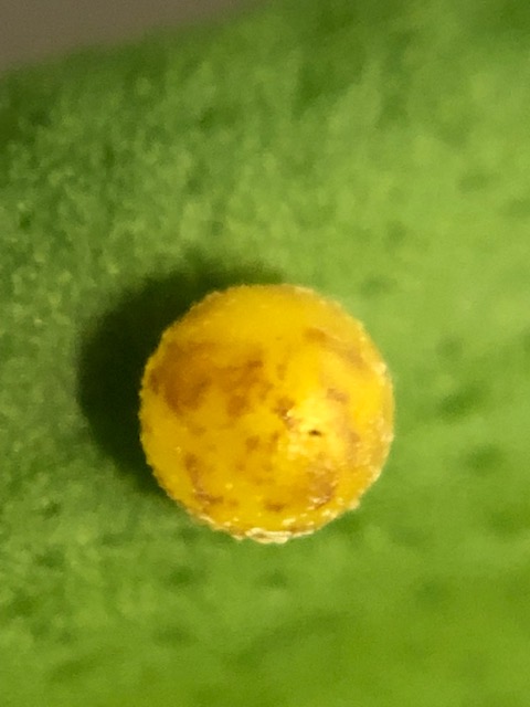 クロアゲハの卵