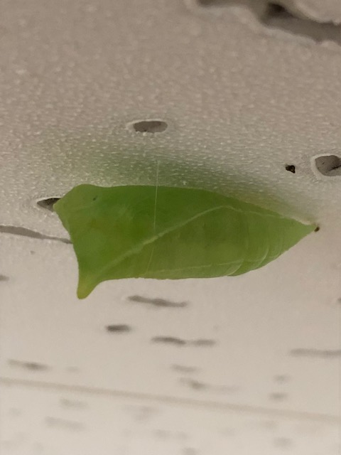 天井に張り付いたアオスジアゲハの蛹
