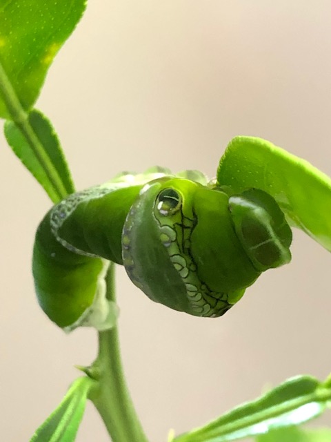 ナガサキアゲハの終齢幼虫