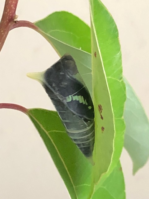 羽化目前のアオスジアゲハの蛹