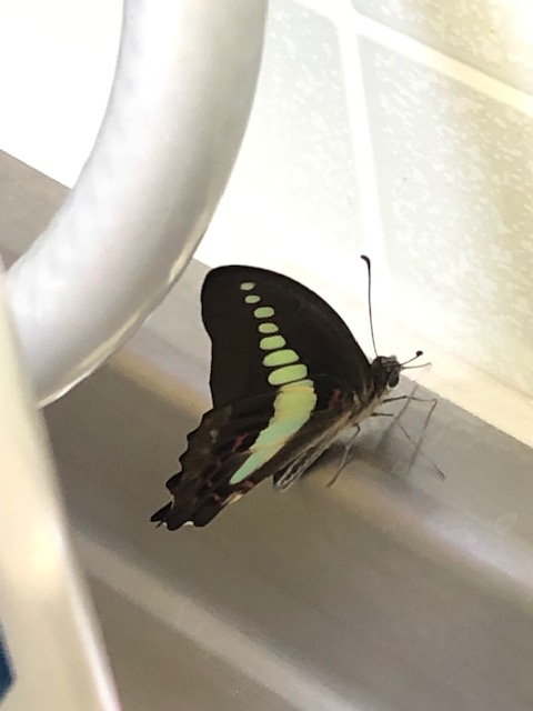 流し台にとまっているアオスジアゲハ蝶