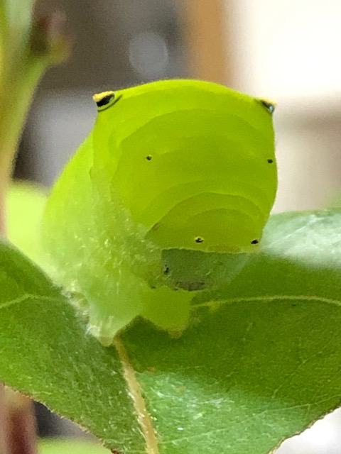 アオスジアゲハ終齢幼虫
