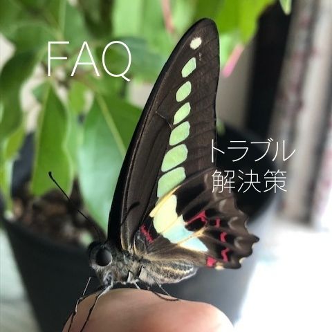 アゲハの飼育に関するFAQ アオスジアゲハ蝶