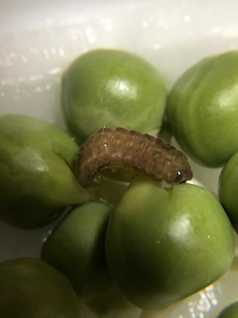 グリーンピースに付いていたウラナミシジミの幼虫