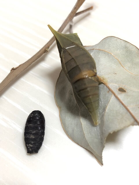 ヤドリバエの蛹と寄生されたアオスジアゲハの蛹