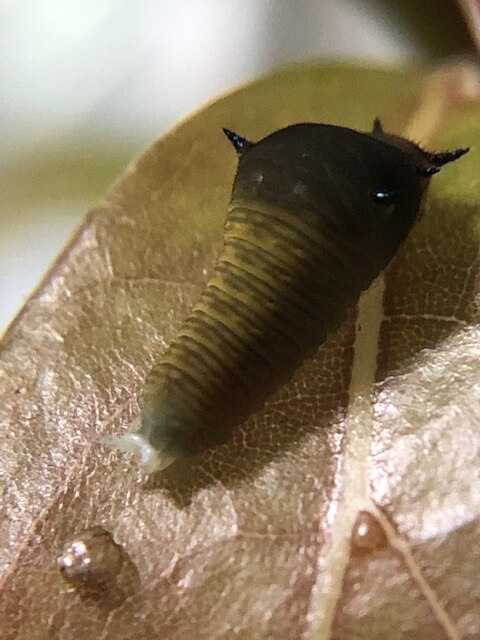 アオスジアゲハのガングロ幼虫