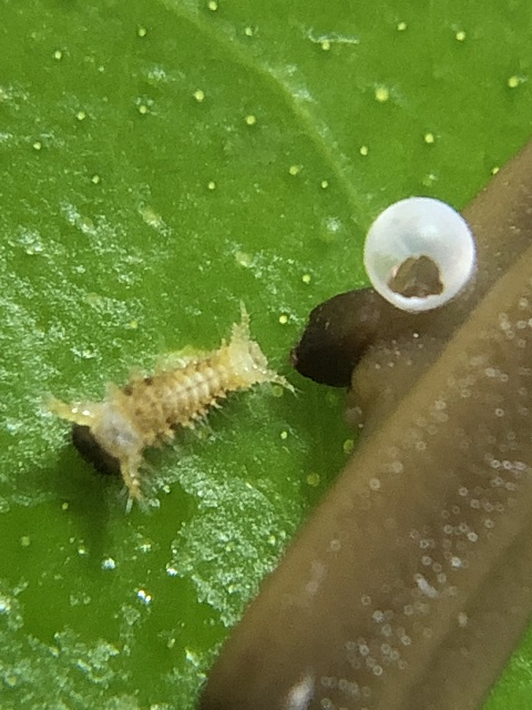 孵化したばかりのクロアゲハの幼虫