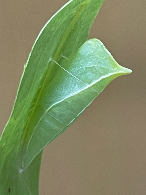 アオスジアゲハの蛹