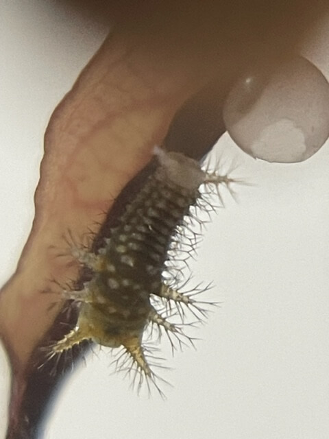 孵化したばかりのアオスジアゲハの幼虫
