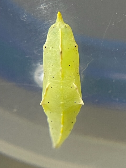 モンシロチョウの蛹緑系