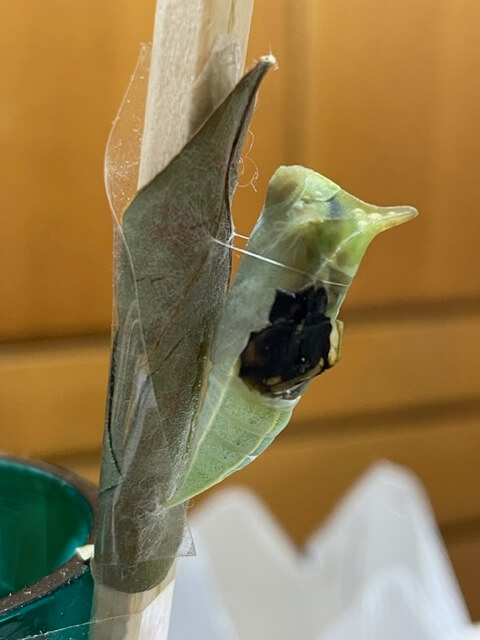 色づいたアオスジアゲハの蛹