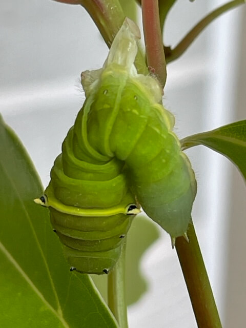 ラムダ型になってぶら下がっているアオスジアゲハの幼虫