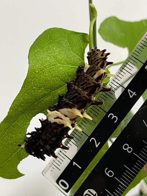 ジャコウアゲハ終齢幼虫5cm