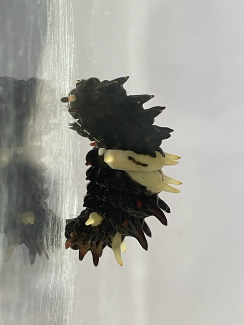 ジャコウアゲハの前蛹
