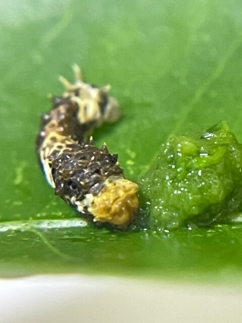 ペースト状の餌を食べるクロアゲハ3齢幼虫