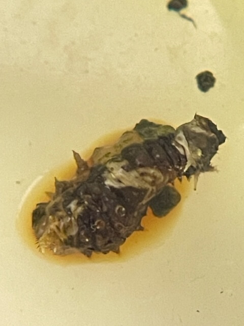 死んだクロアゲハ3齢幼虫