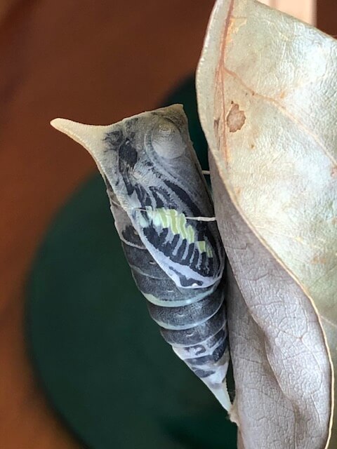 羽化直前のアオスジアゲハの蛹