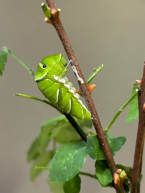 山椒の枝に糸掛けをしたナミアゲハの前蛹