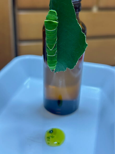 ナミアゲハ幼虫のガットパージ