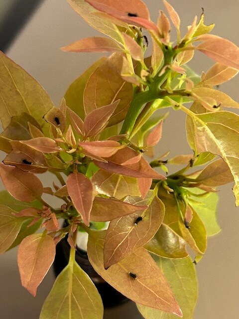 孵化して間もないアオスジアゲハの幼虫多数