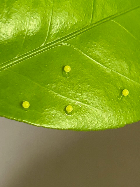 葉っぱに貼り付けられたナミアゲハの卵