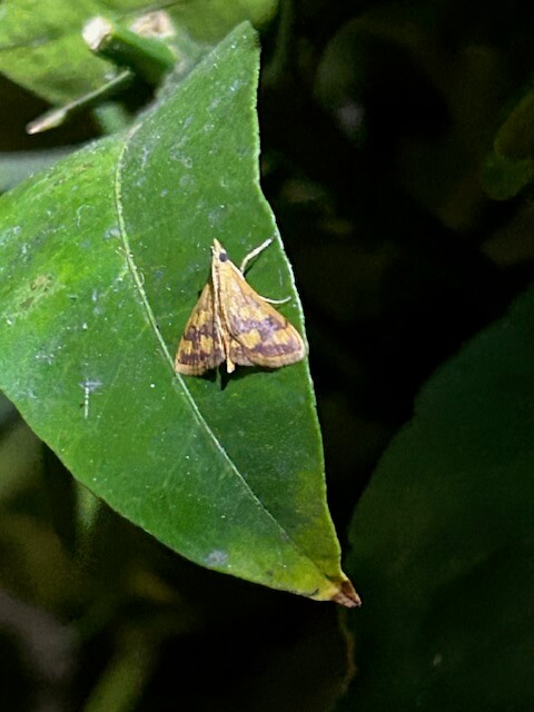 ベニフキノメイガ成虫