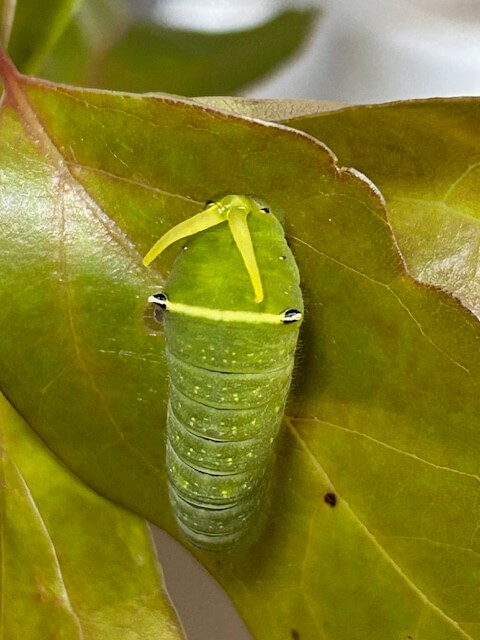 臭角が出っぱなしのアオスジアゲハ終齢幼虫